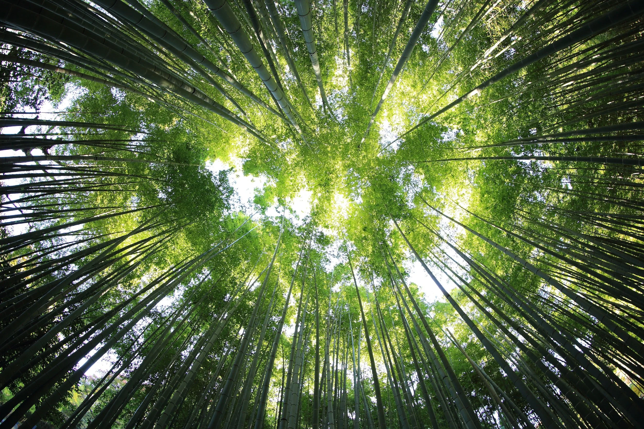 Natural scene statistics